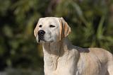 LABRADOR 927